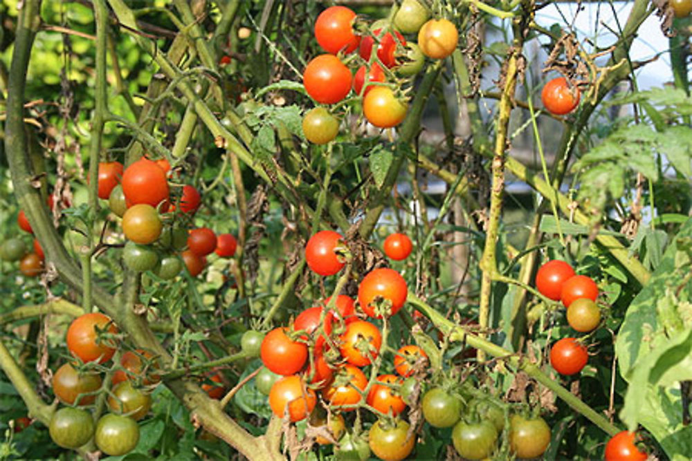 Tomates