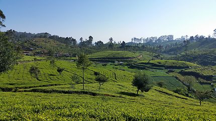Vue sur les champs de thés