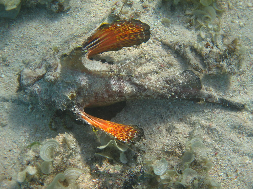 Poisson pierre