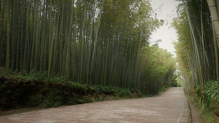 Tapis rouge et mer de bambous, Sichuan