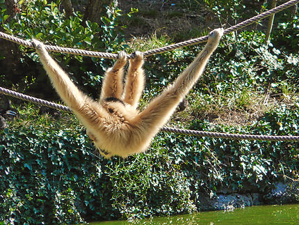 Un gibbon au zoo de la Palmyre