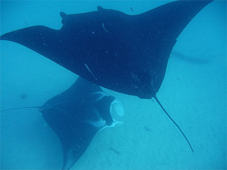 Ningaloo Reef Manta Ray