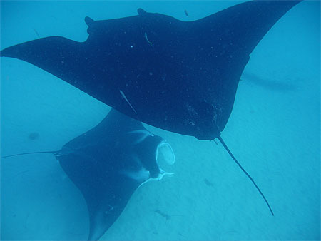 Ningaloo Reef Manta Ray Ningaloo Reef Manta Ray