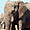 Eléphant à Etosha