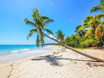 Martinique : plages, nature et douceur de vivre