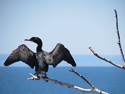 Le cormoran à Caplan