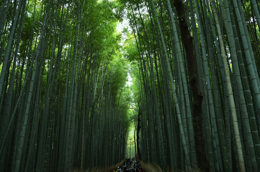 La bambouseraie d'Arashiyama