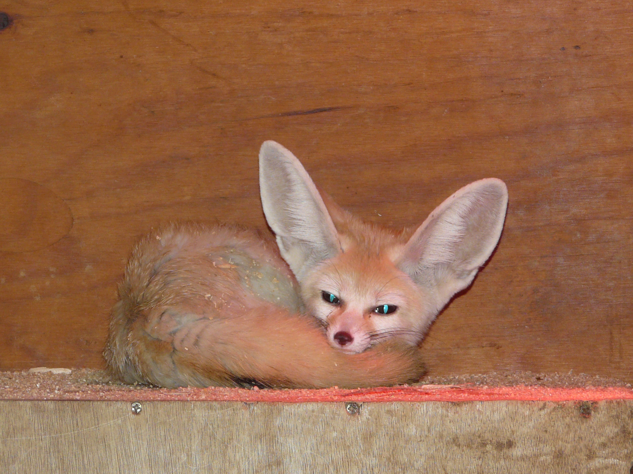 Fennec Ou Renard Des Sables Au Zoo De La Palmyre : Animaux : Zoo De La ...