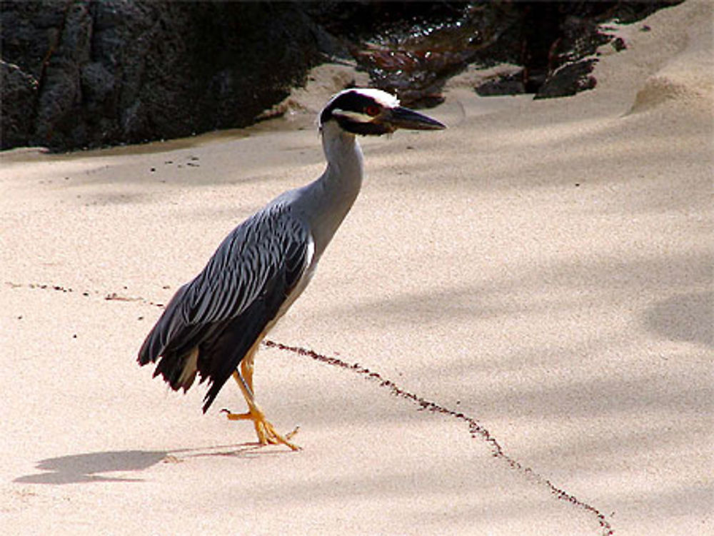 Promenade sur la plage