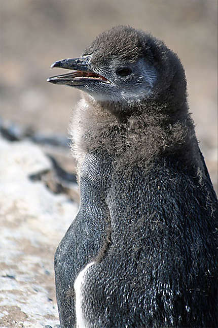 Petit pingouin de Magellan