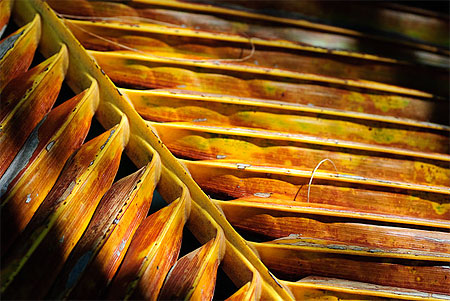 Feuille de Palme Feuille de Palme