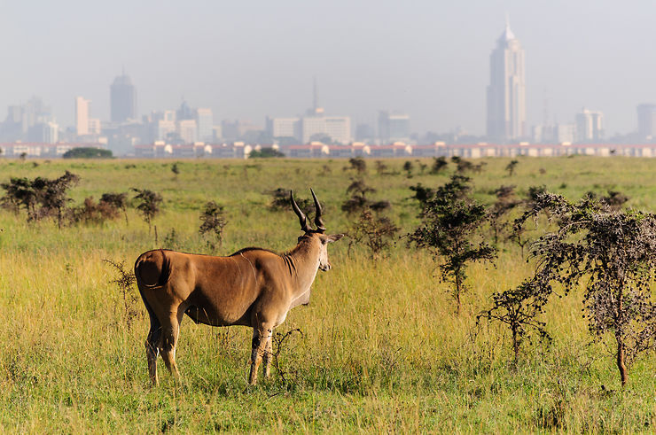 Le parc national de Nairobi : un avant-goût prometteur