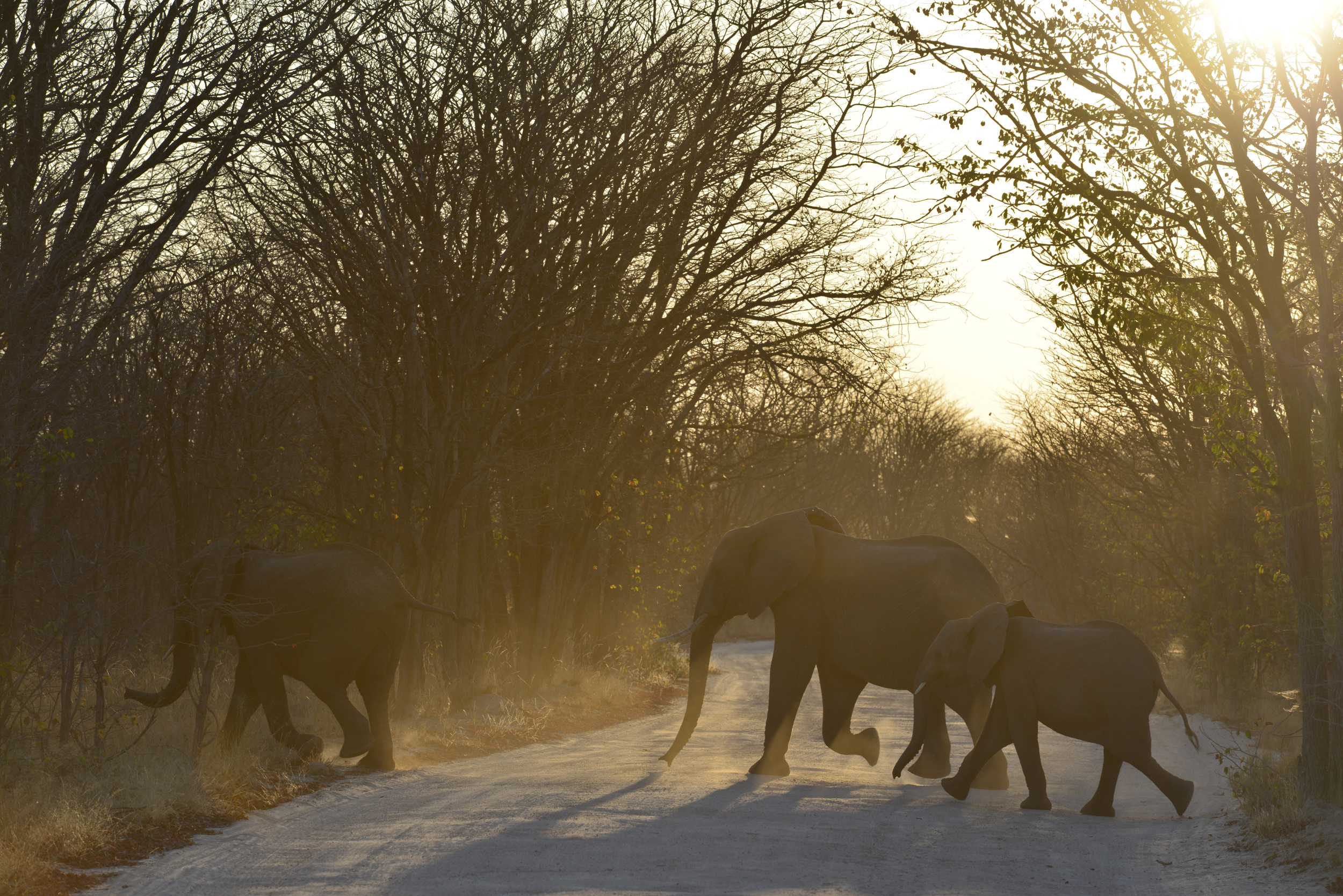Eléphants Eléphants