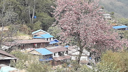 Village de montagne, Ghandrung
