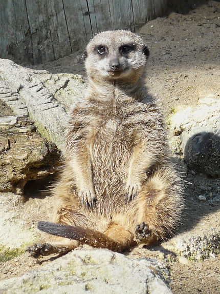 Le suricate ou sentinelle du désert