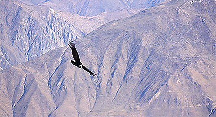 Le vol du condor
