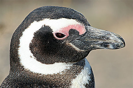 Pingouin de Magellan