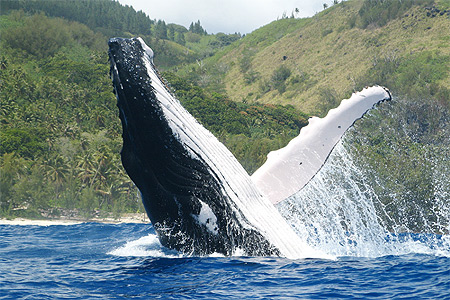 Saut de baleine Saut de baleine
