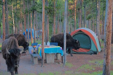 Camping "sauvage"
