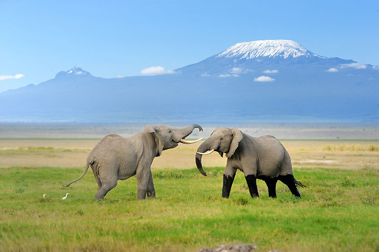 Amboseli : au pied du Kilimandjaro