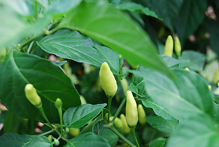 Piments pour Tabasco