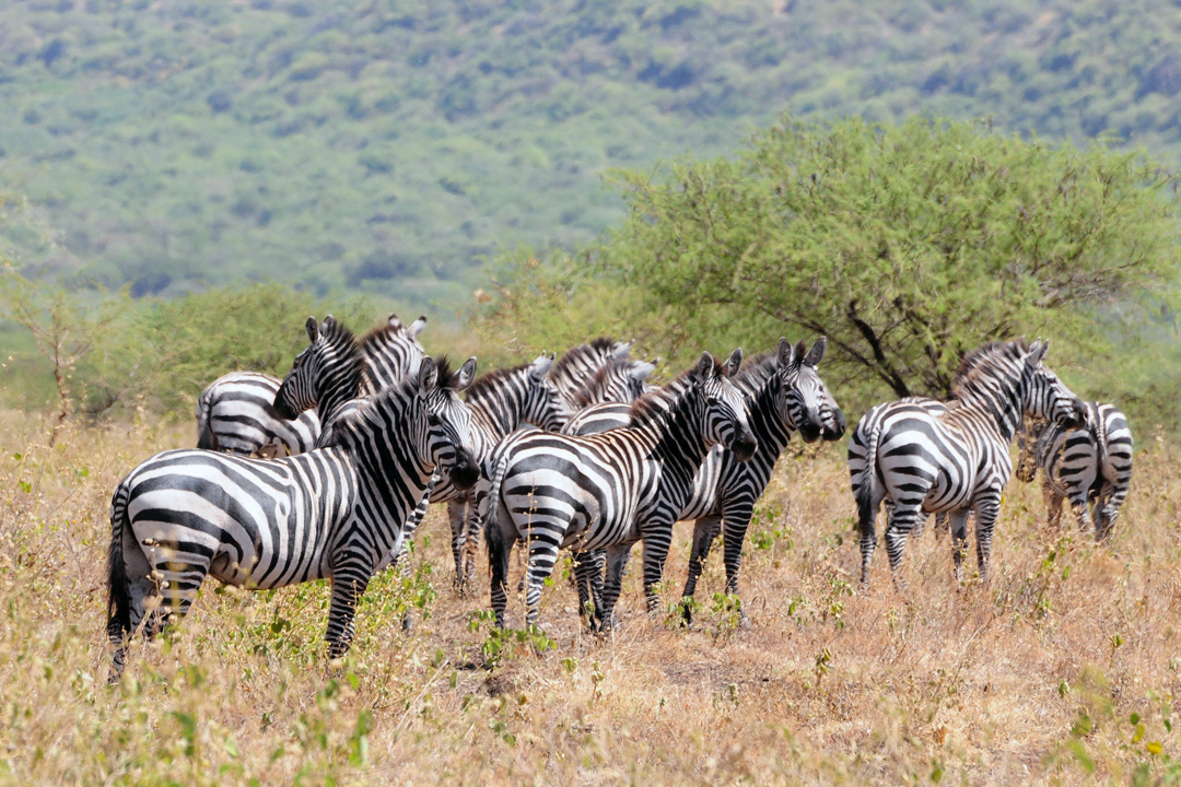 Zèbres au Parc de Nechisar Zèbres au Parc de Nechisar