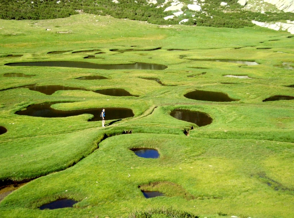 Le vert des pozzines corses Le vert des pozzines corses
