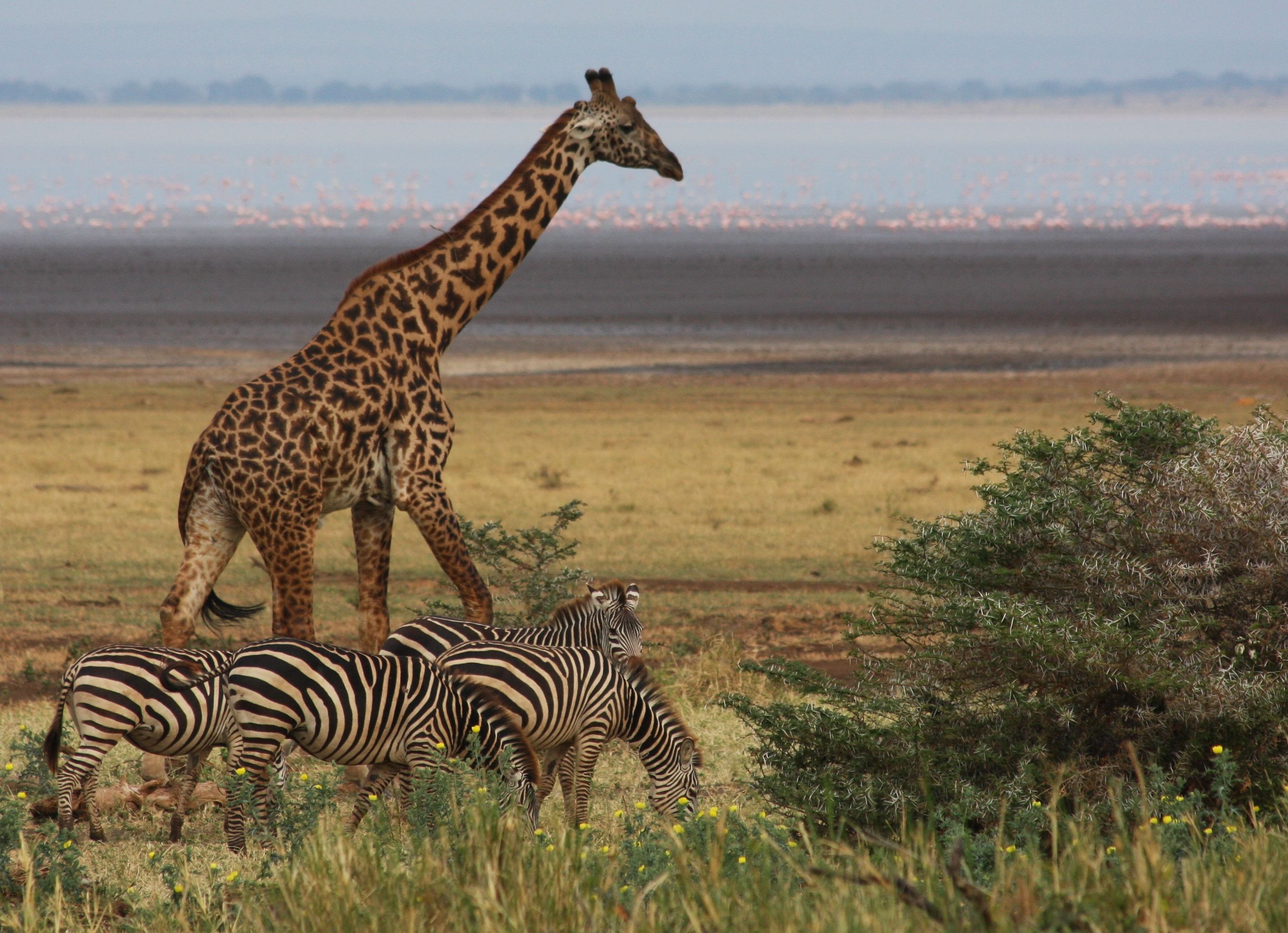 Girafe et zèbres au bord du lac Manyara, Tanzanie