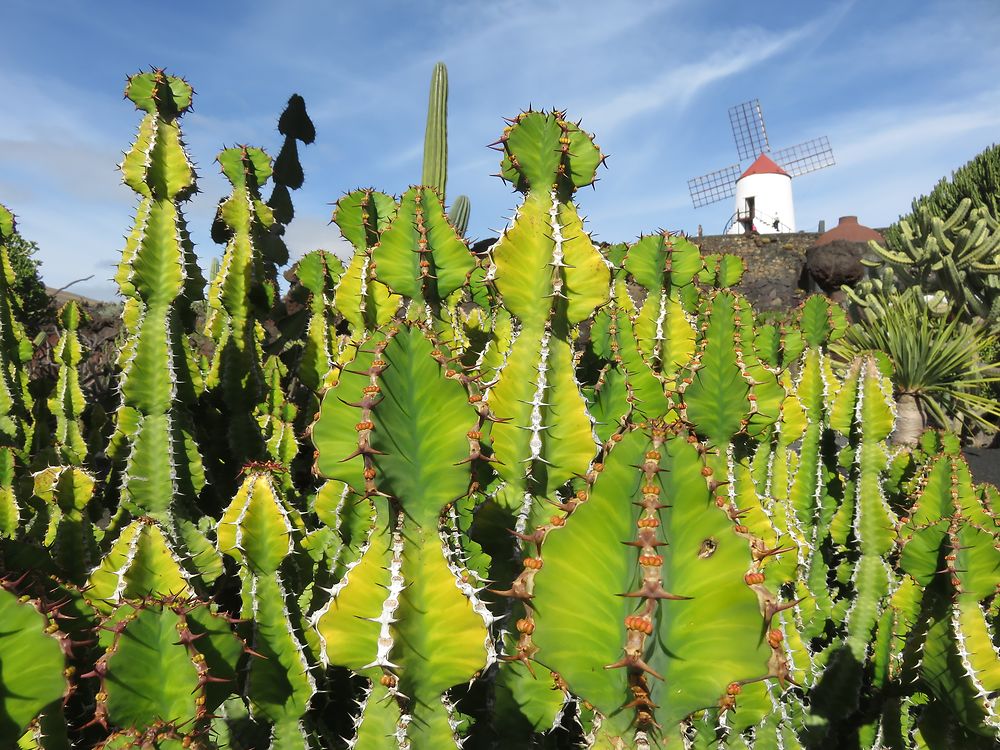 Jardin de Cactus