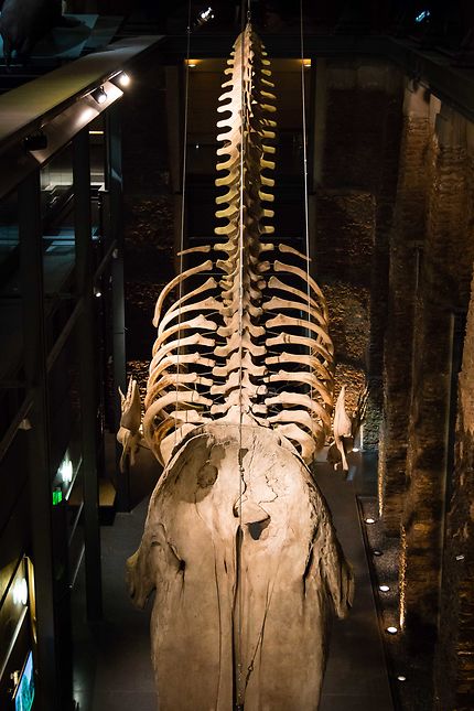 Galerie de l'Evolution, squelette de cachalot