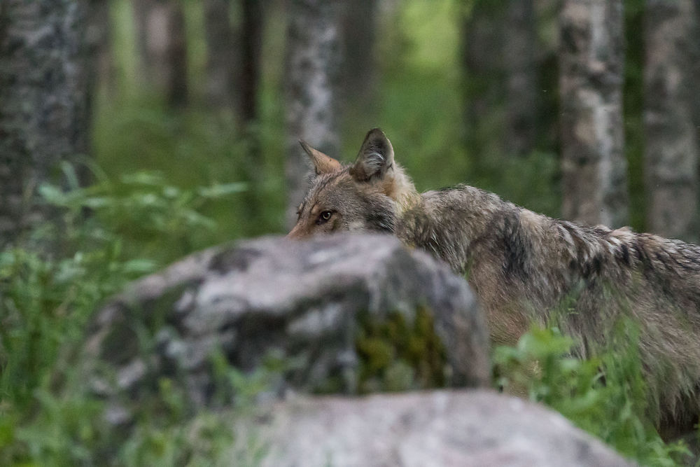 Le grand mechant loup