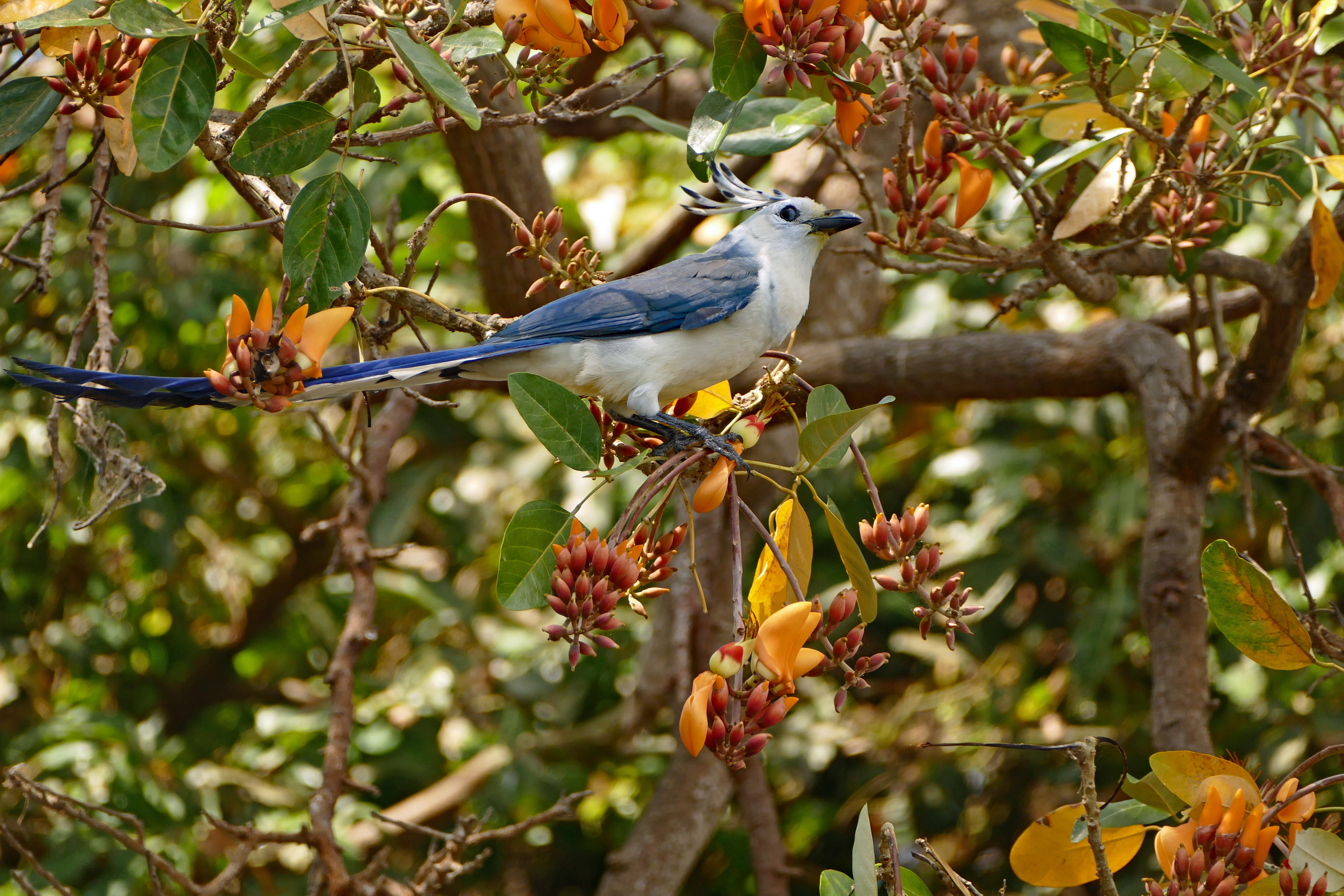 Les oiseaux d'Ometepe