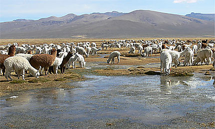 Troupeau de lamas sur l'Altiplano