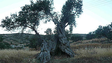Très vieil olivier
