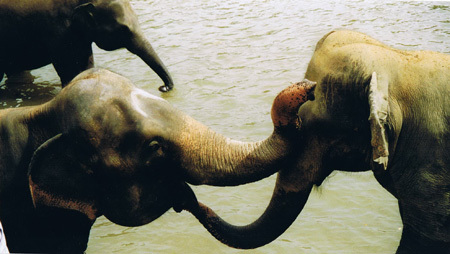 Baiser d'éléphant Baiser d'éléphant
