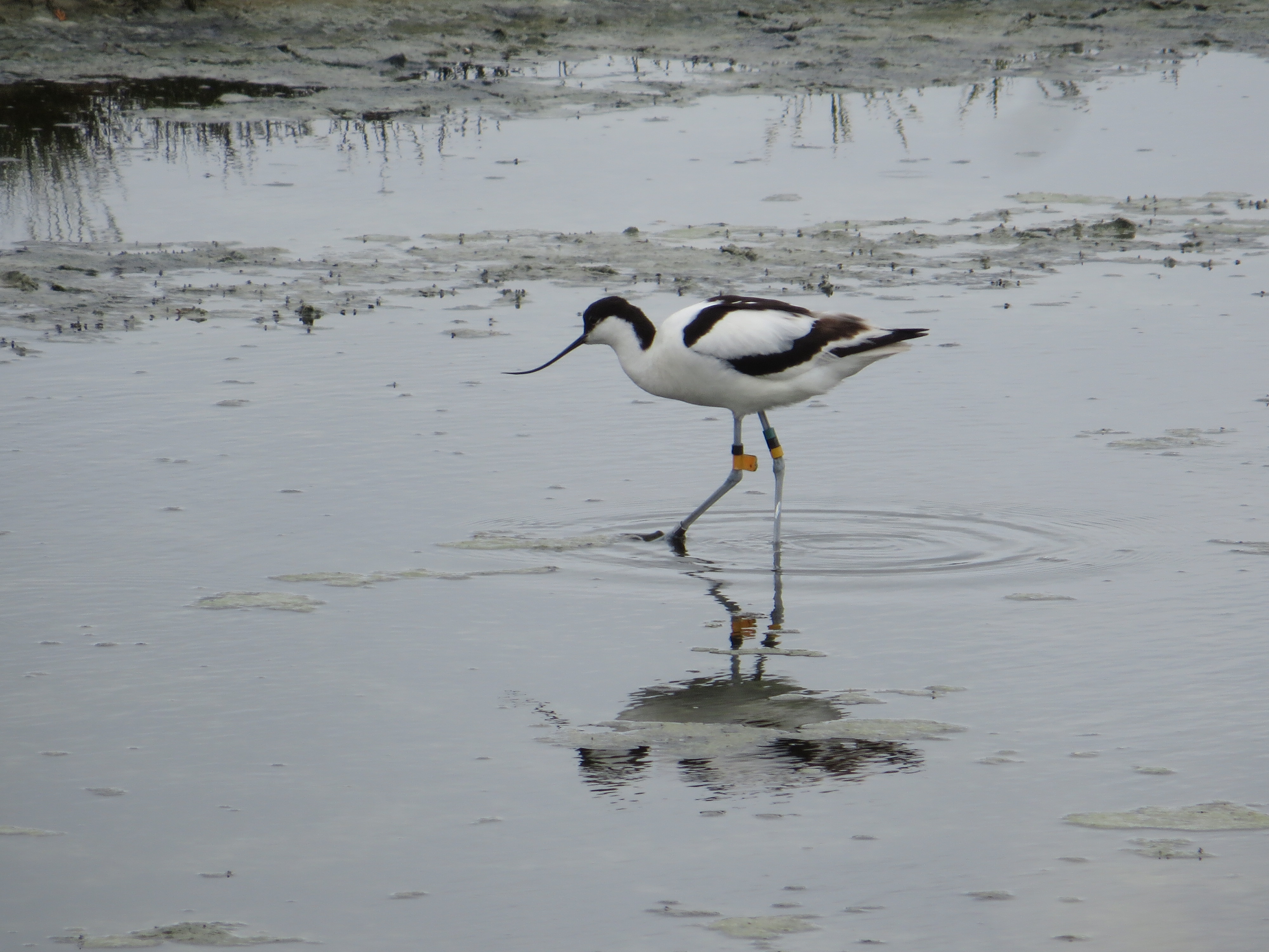 Avocette à Somiedo Avocette à Somiedo