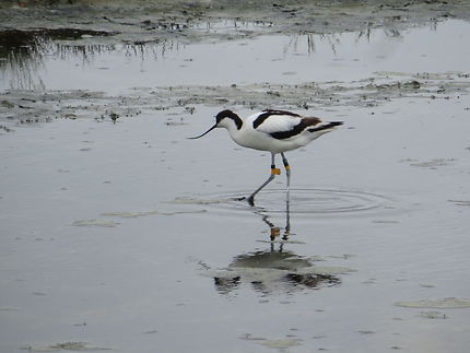 Avocette à Somiedo