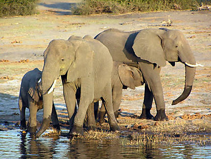 Parc national de Chobe