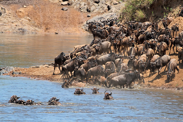 La réserve du Masai Mara : l’apothéose du safari