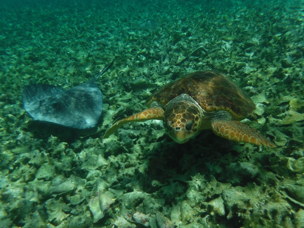 Tortue et raie