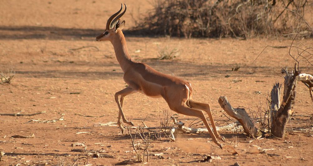 Impala en mouvement