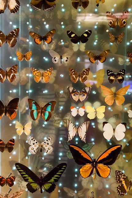Galerie de l'Evolution, papillons