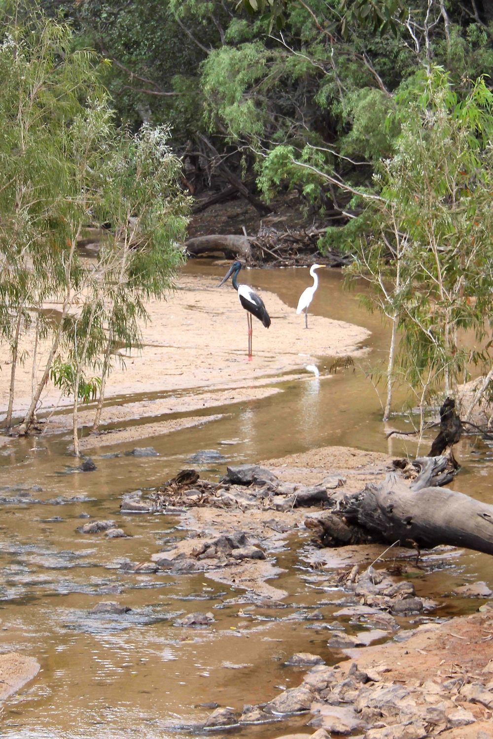 Jabiru et héron