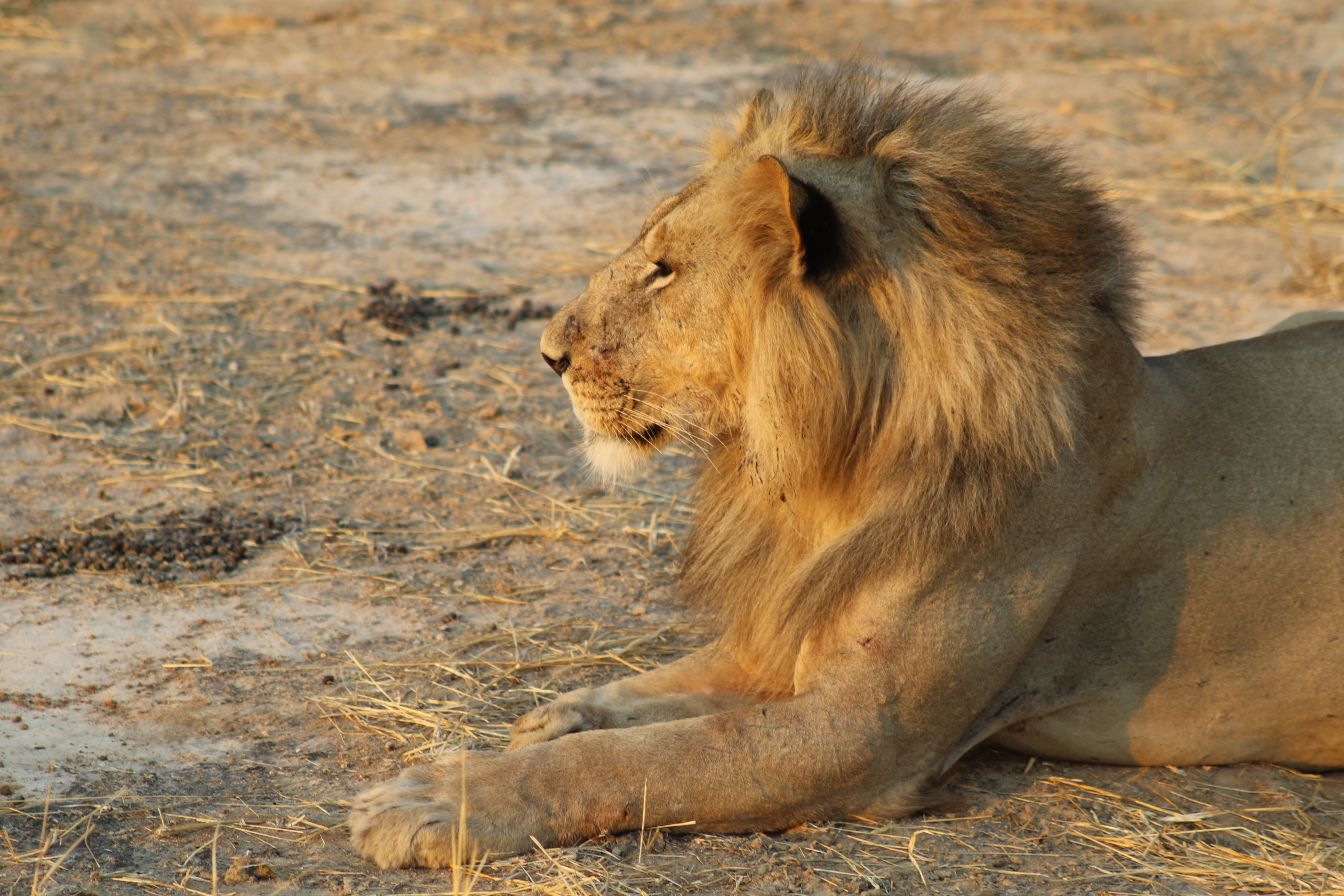 Lion