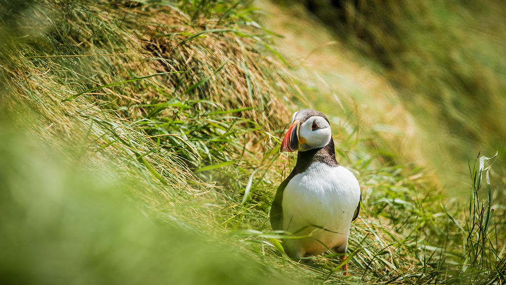 Macareux sur l'ile de Staffa