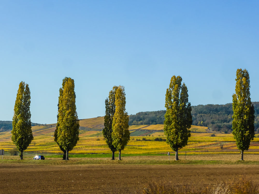 On se croirait en Toscane...