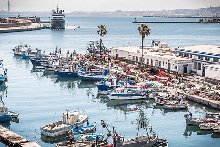 Alger - Le petit port : Bateaux : Transport : Alger : Côte