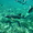 Nage avec les requins au large de Caye Caulker