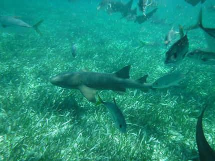 Nage avec les requins au large de Caye Caulker