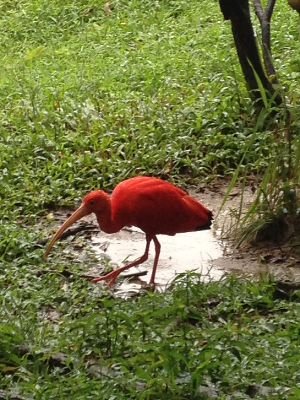 Ibis à Kuala Lumpur Bird Park